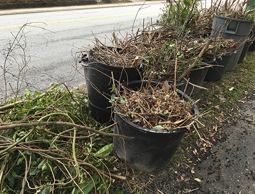 Yard waste in trash barrels